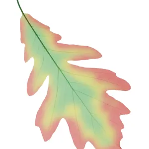 Oak Leaf, X-Ray Oak Leaf, X-Ray