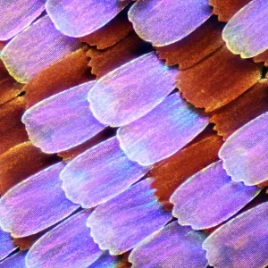 Wing scales, butterfly, light micrograph Wing scales, butterfly, light micrograph