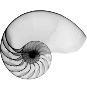 X-ray of nautilus X-ray of nautilus