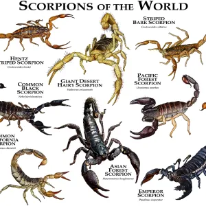Scorpioni del Mondo Scorpioni del Mondo