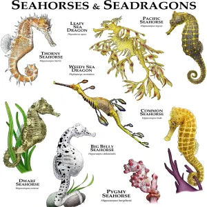 Seahorses and Seadragons Print Seahorses and Seadragons Print