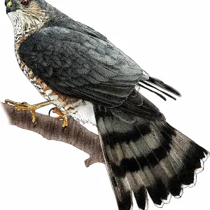 Sharp-shinned Hawk Print, Accipiter striatus Sharp-shinned Hawk Print, Accipiter striatus