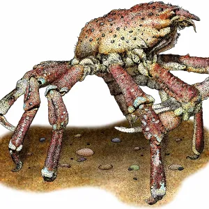 Schafkrabbe