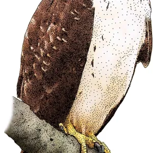 Short-Tailed-Hawk Short-Tailed-Hawk