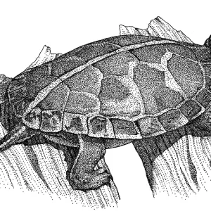 Südlicher Malbrust-Schildkröte Südlicher Malbrust-Schildkröte