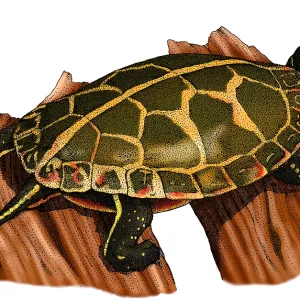 Südlicher Malbrust-Schildkröte Südlicher Malbrust-Schildkröte