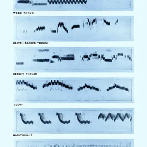 Spectrogram Print of Bird Songs Spectrogram Print of Bird Songs