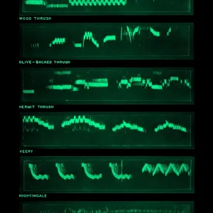 Spectrogram Print of Bird Songs Spectrogram Print of Bird Songs
