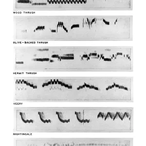 Bird Sound Spectrograms Print Bird Sound Spectrograms Print