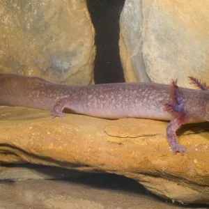 Aquatic Larval Spring Salamander Print Aquatic Larval Spring Salamander Print