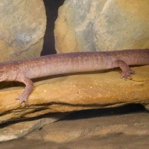 Spring Salamander Print, West Virginia Cave Individual Spring Salamander Print, West Virginia Cave Individual