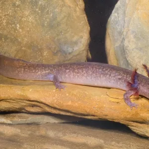 Print of an aquatic larval Spring Salamander Gyrinophilus porphyriticus Print of an aquatic larval Spring Salamander Gyrinophilus porphyriticus