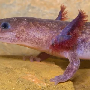 Aquatic Larval Spring Salamander Print Aquatic Larval Spring Salamander Print
