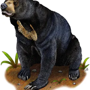 Sun Bear Print, Helarctos malayanus Illustration Sun Bear Print, Helarctos malayanus Illustration