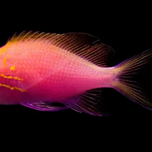 Sunburst Anthias Print Sunburst Anthias Print