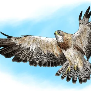 Swainson's Hawk Print in Flight Swainson's Hawk Print in Flight
