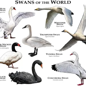 Swans of the World Print - Full-Color Collage of All Extant Species Swans of the World Print - Full-Color Collage of All Extant Species