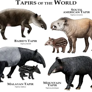 Tapire der Welt Tapire der Welt