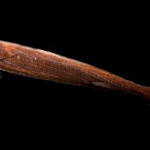 Threadfin Dragonfish Print, a photograph of the fish's head and barbel Threadfin Dragonfish Print, a photograph of the fish's head and barbel