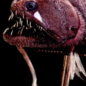 Threadfin Dragonfish Print Threadfin Dragonfish Print