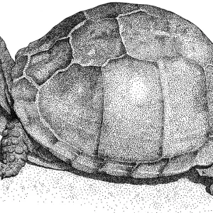 Three-Toed Box Turtle Print Three-Toed Box Turtle Print