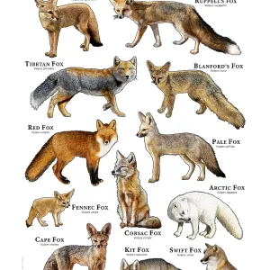 True Foxes of the World Print True Foxes of the World Print
