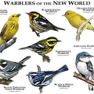 New World Warblers Print Collage New World Warblers Print Collage