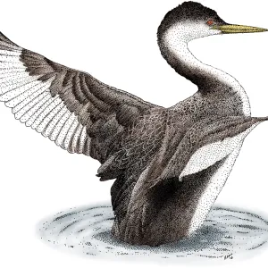 Western Grebe Print - Aechmophorus occidentalis Illustration Western Grebe Print - Aechmophorus occidentalis Illustration