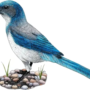 Western Scrub Jay Print, 8 x 10 inches Western Scrub Jay Print, 8 x 10 inches