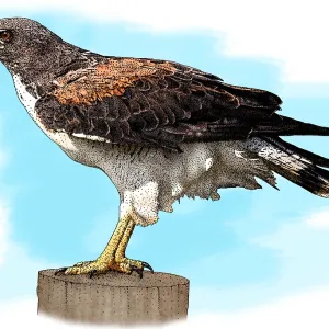 White Tailed Hawk Print White Tailed Hawk Print