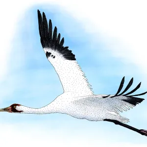 Whooping Crane Print, Grus americana Illustration Whooping Crane Print, Grus americana Illustration