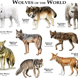 Wolves of the World Print - Canis lupus Species Collage Wolves of the World Print - Canis lupus Species Collage