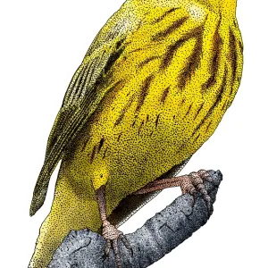 Yellow Warbler Print, 8.5 x 11 inches Yellow Warbler Print, 8.5 x 11 inches