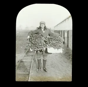 Drucke von Dieses Laternglas aus der frühen 20. Jahrhundert zeigt eine lächelnde Frau, die zwei große Körbe mit Tulpen trägt. Die in der Fotografie dargestellte Lage ist unbekannt England damals und heute – Historischer Wandel im Laufe der Zeit: Körbe von Tulpen nkh01_01_0210