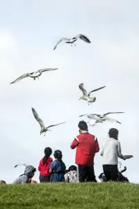 Seaside Drucke: Schwäne schlagen mit Möwen DP174875