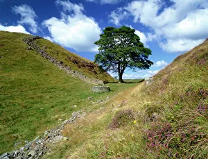 HadriansWall: Sycamorengap K06262
