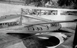 Drucke von Der Penguin Pool im Regent's Park Zoo in London wurde im Stil des Moderne von der Architektengemeinschaft Tecton entworfen und baute man 1934 Vereinigtes Königreich Drucke: Pinguin-Becken a98_06395