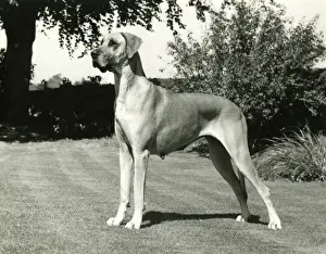 Drucke von 10106551 Deutsche Dogge Drucke: 10106551