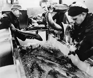 Fish Market Scene Drucke: 10190273