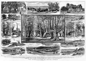 Fifteen Sichten von Epping-Forest in London