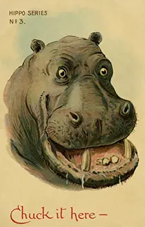Hippo
