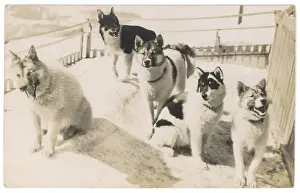 Sled Dog Teams Drucke: 5 Sledge Dogs