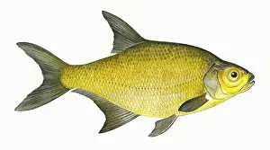 Victorian Fish Species Drucke: Abramis brama, or Common Bream