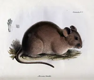 Abrocomabennetti
