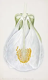 Eudicot Angiosperm Illustrations Drucke: Abutilon darwini