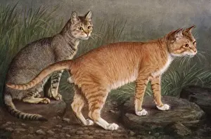 Abyssinian Cat Breeds Drucke: Abyssinian and Indian
