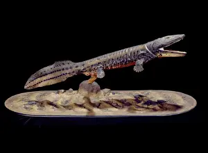 Drucke von Modell eines der frühesten Tetrapoden, Tiere mit Rückenbeinen in der Lage zu leben auf Land. Dieses Acanthostega lebte während des späten Devon im Ostgrönland Verwandte Bilder Drucke: Acanthostega