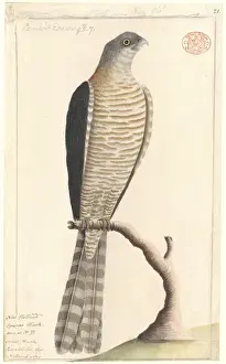 Zügnerfalke Zitterstrelze