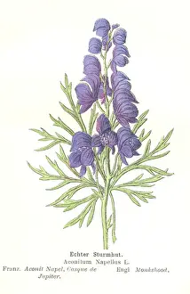 Aconitum