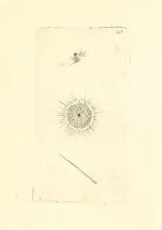 The Naturalists Miscellany 1800 Drucke: Actinophrys sol